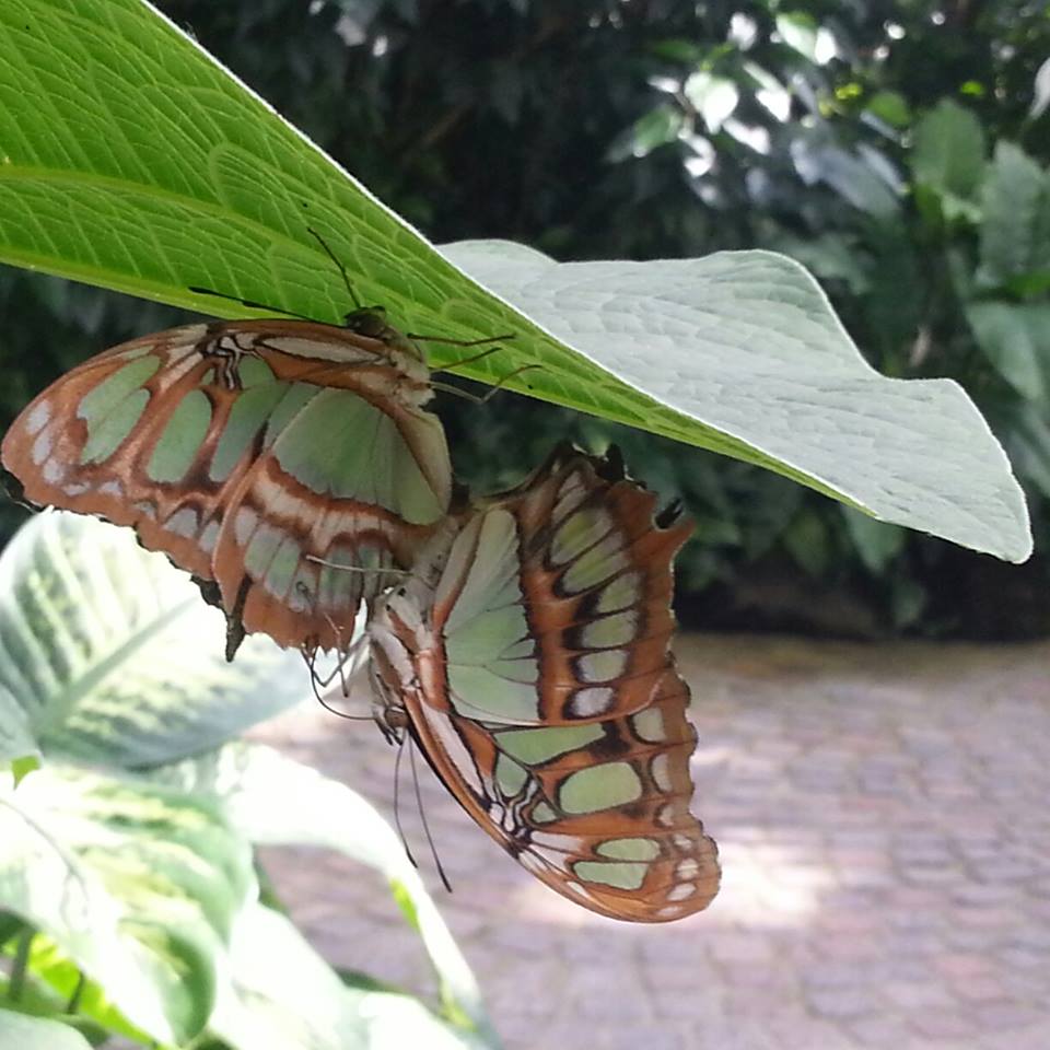 Foto AvM, Mainau (D)