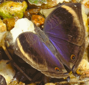 Foto AvM, in Ghanaischem Flussbett